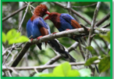 Sinharaja Rain Forest 2